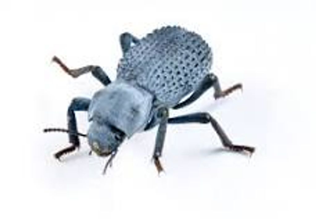 Invertebrates Exotic Envy Reptiles